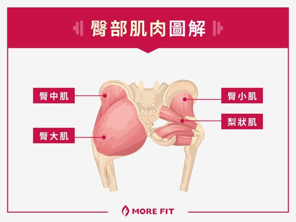 臀部肌肉圖解